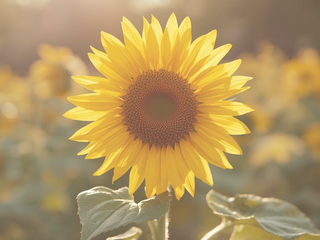 Ancient Wisdom, Modern Proof: Why Ayurveda Belongs in Today’s Healthcare Conversation